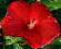 KWIATY GIGANTY_Hibiscus bylinowy My Valentine_CUDO