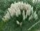 Majestatyczna__TRAWA PAMPASOWA BIAŁA /C2__Okazja !