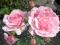 RÓŻA różowa BONICA róże KRZEWY RÓŻ rabatowa