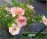 Pięciornik krzewiasty Pink Queen różowy C2 20-30cm