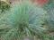 Festuca amethystina - Kostrzewa TRAWA AMETYSTOWA !