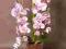Storczyk fiolet 2 pędy w szklanej spękanej donicy