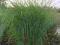 trawy ozdobne  MISCANTHUS SARABANDE-sadzonki GĘSTE