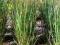 proso Panicum Warrior-sadzonka- pięknanowość-trawy