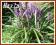 Liriope 'Big Blue' (Liriope muscari) p9 Promocja!