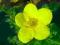 Pięciornik GOLDFINGER piękne żółte kwiaty! 2L 30cm
