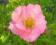 Pięciornik TRUE PINK piękne różowe kwiaty 2L 30cm