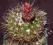 Kaktusy: Notocactus submammulosus JO 296