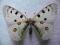 Niepylak apollo (Parnassius apollo) hispanicus A1