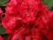 Rhododendron 'Taragona' - Różanecznik NOWOŚĆ !!!!!
