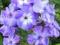 FLOKS, PŁOMYK BLUE BOY PHLOX PANICULATA