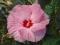 HIBISKUS BYLINOWY DWULETNIA ROŚLINA