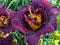 Liliowiec 'Voodoo Dancer'   Hemerocallis