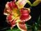 Liliowiec 'Startle'   Hemerocallis