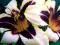 Liliowiec 'Wild Horses'   Hemerocallis