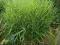 trawa ozdobna MISCANTHUS ZEBRINUS-sadzonka
