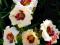 LILIOWIEC, HEMEROCALLIS BRILLIANT CIRCLE miniatura