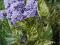Lilak pospolity Aucubaefolia liliowy C8 40-80cm