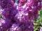 Lilak pospolity Congo ciemnopurpurowy C2 40-60cm