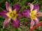LILIOWIEC, LILIOWCE, HEMEROCALLIS NILE CRANE