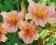 LILIOWIEC, LILIOWCE, HEMEROCALLIS LADY INARA