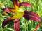 LILIOWIEC, HEMEROCALLIS RED RIBBONS - pająk