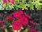 Floks Goldmine_PHLOX_dwuletnie byliny