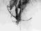 LINKIN PARK THE HUNTING PARTY WYD ZACHODNIE FOLIA