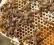 odkłady pszczele na ramce wielkopolskiej 5 ramek