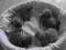 Koty brytyjskie krótkowłose- I miot
