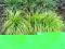 trawy ozdobne CAREX CAYROPHYLLEA 