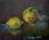 MARTWA NATURA - OWOCE - pastel olejny 25x21cm