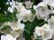 Jaśminowiec wonny 40cm Piękne pachnące kwiaty