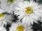 ZŁOCIEŃ WIELKI AGLAIA LEUCANTHEMUM MAXIMUM 9
