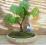 SERIA BONSAI ___________ LIPA MANDŻURSKA