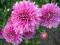 Cryzantema gruntowa zimująca różowa- krzaczek