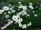 Złocień właściwy, biała margerytka sadzonki