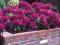 Rhododendron 'Purple Splendour' - Różanecznik NEW!