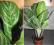 AGLAONEMA GREEN SUN 5