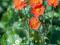 Kuklik pomarańczowy, kwitnie przez całe lato