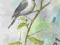 SIKORKA UBOGA-- PTAK,PTAKI AKWARELA