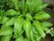 FUNKIA LANCETOWATA - (HOSTA LANCIFOLIA)