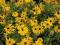 RUDBEKIA OWŁOSIONA  niezawodna na suche stanowiska