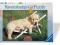 MZK Puzzle Golden Retriever 500 el. RAVENSBURGER