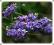 VITEX NEGUNDO WITEKS