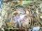 Burunduk Wiewiorka syberyjska Samiczki młode '14