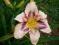 Liliowiec - Hemerocalis 'Destined to See' PIĘKNY