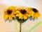 ŚWIETNY DEKOR , PAPIEROWE SŁONECZNIKI 3 SZTUKI ŚWIETNY DEKOR , PAPIEROWE SŁONECZNIKI 3 SZTUKI