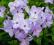 FLOKS ROZŁOGOWY BLUE RIDGE PHLOX STOLONIFERA