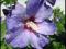 HIBISKUS 'MARINA' NIEBIESKIE KWIATY + GRATIS